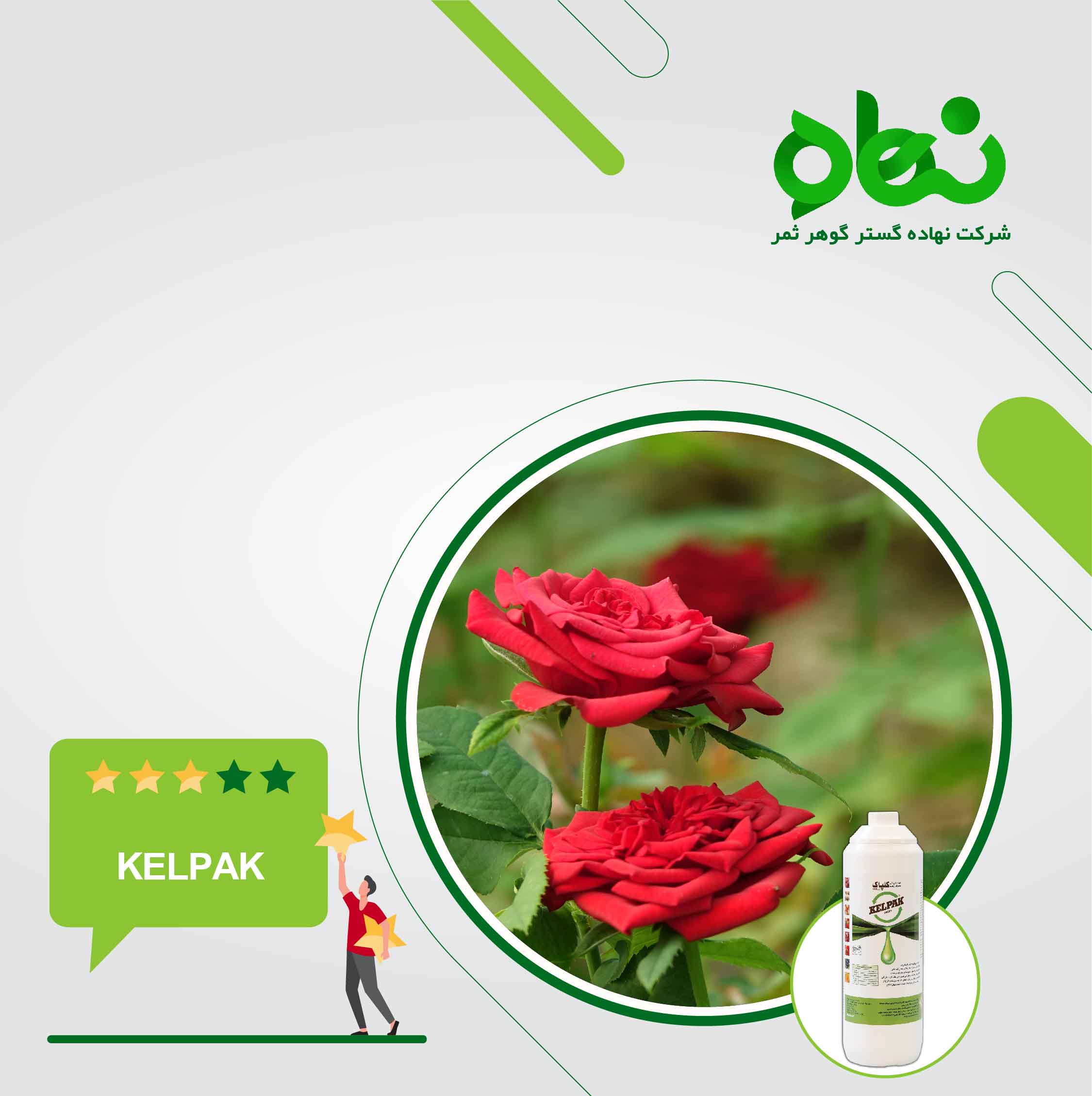 The effect of Kelpak on the rooting of cuttings, the increase of lateral branches and flowering of roses